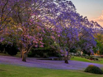 Macarthur-Park-04475-1_ATkins-350x263